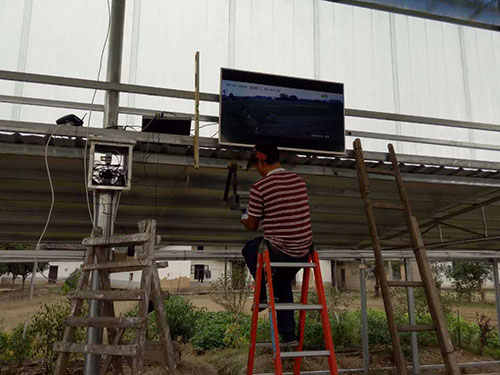 橋港蔬菜基地 橋港蔬菜基地